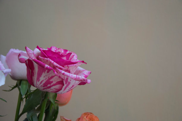 美丽的玫瑰，在一个商店花的特写，选择性的焦点，盛开的花束为3月8日假期，复制空间图片下载