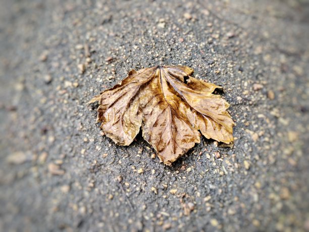 一个雨天，黄秋的枫叶落在人行道上图片下载