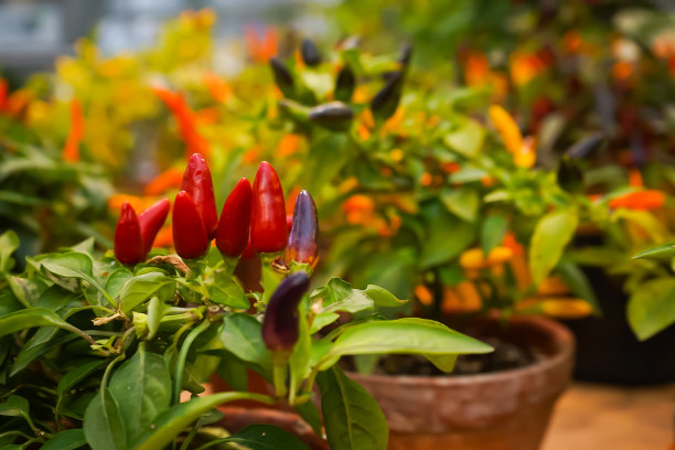 小红辣椒品种，在花盆中生长。盆栽辣椒。图片下载