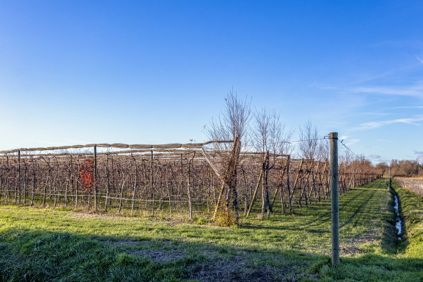 种植火棘灌木，红色的火棘和橘红色的浆果在花园里种植图片下载