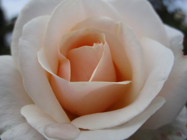 亮白色桃玫瑰近图片下载