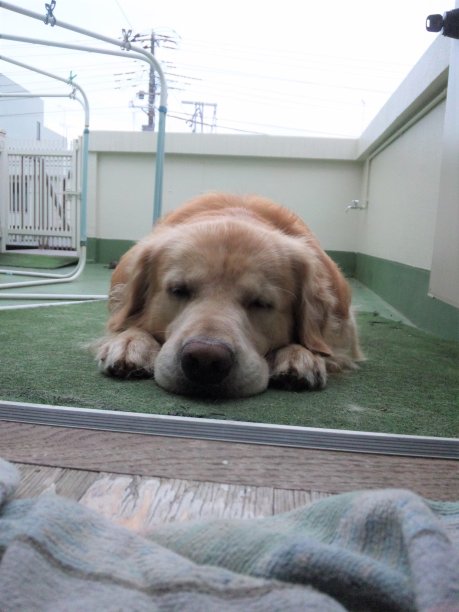 金毛猎犬的鼻子靠近图片下载