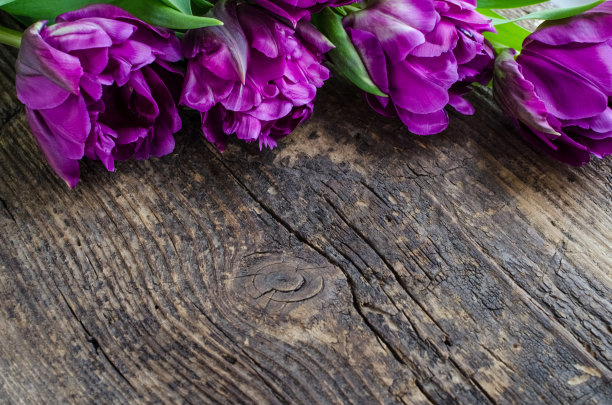 木制背景上的紫色郁金香图片下载