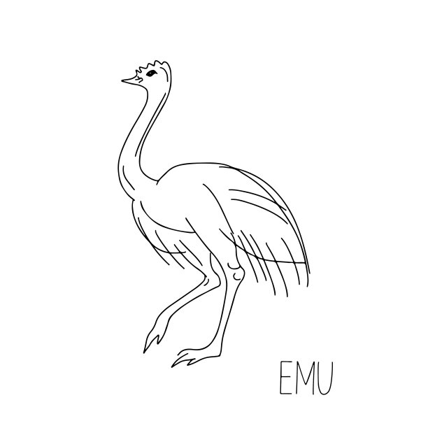 手绘矢量插图动物澳大利亚鸵鸟鸸鹋，桉树孤立在白色的背景。图片下载