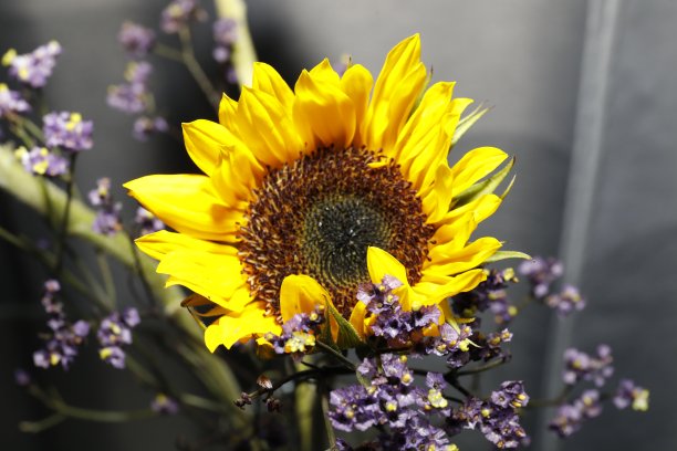 太阳的花图片下载