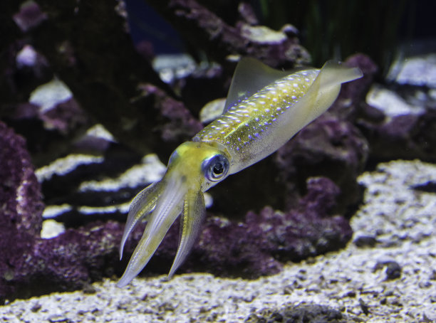 大鳍礁乌贼图片下载