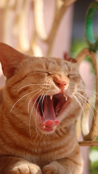猫的咆哮图片下载
