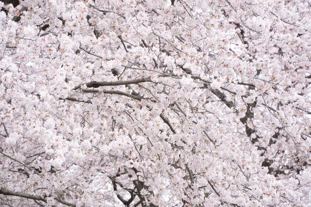 公园里的樱花盛开了图片下载