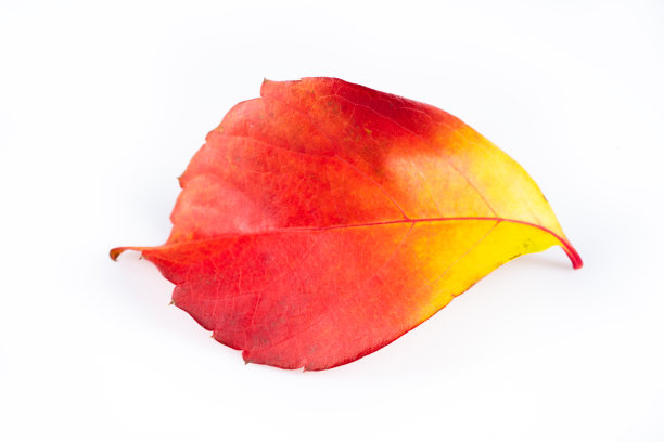 白色背景上的一片秋天的红叶图片下载