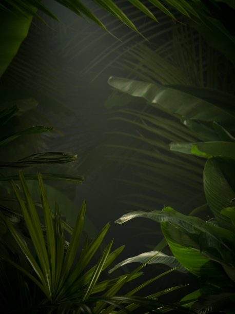 丛林回来图片下载