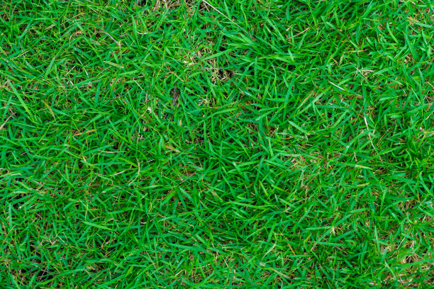 绿草背景自然纹理图片下载