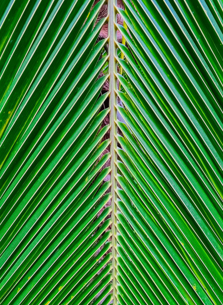 椰子叶图片下载