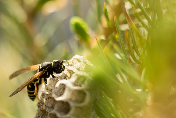 蜂房上的黄蜂微距镜头。选择软焦点图片下载
