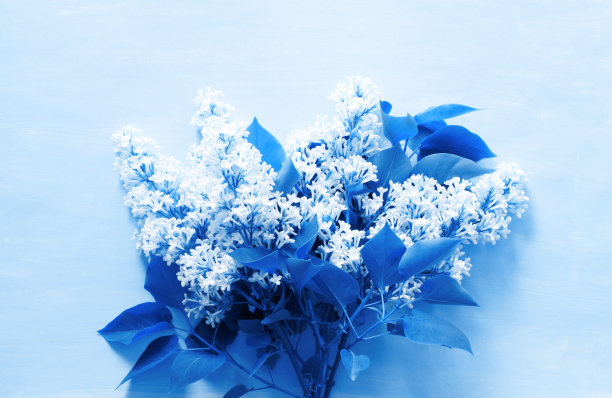 花的背景。2020年流行色经典蓝色。——图片图片下载
