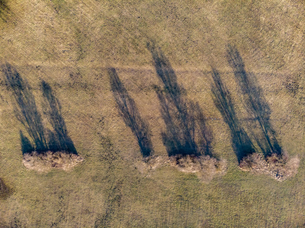 空中的冬季图片在日落的光与阴影的树图片下载
