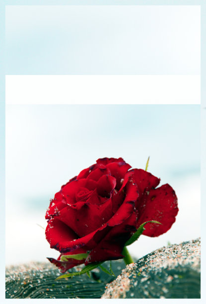 同情卡。海中的红玫瑰相框。葬礼悼念卡。文本的空位置。欣赏，感情恭维，哀痛框架。吊唁卡，祈祷和最深切的同情概念图片下载