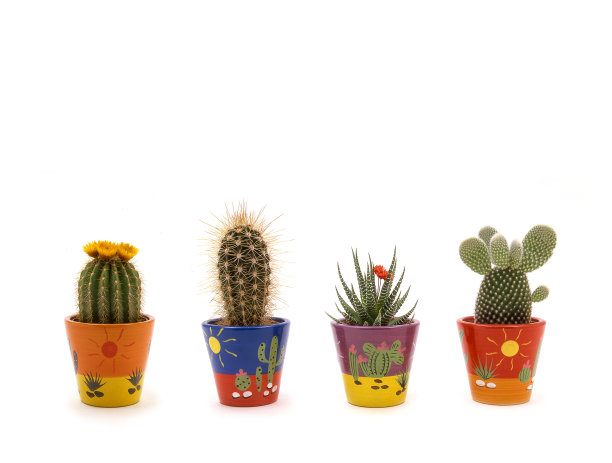 多色花盆中的小肉质植物。图片下载