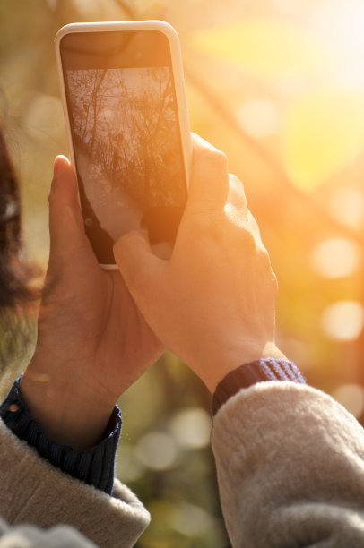女人用智能手机在阳光下拍摄腊梅图片下载