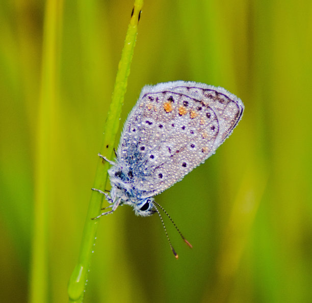 蝴蝶在一个潮湿的早晨。素材图片
