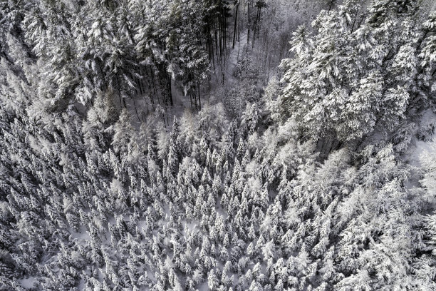 鸟瞰冬天被新雪覆盖的雪木图片下载
