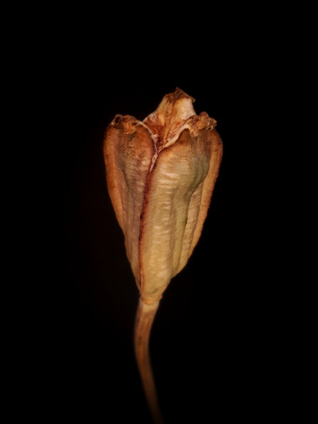 一个大的干种子头在黑色图片下载