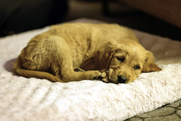 昏昏欲睡的金毛寻回犬图片下载