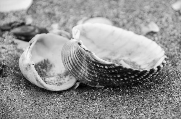 海滩上的贝壳图片下载