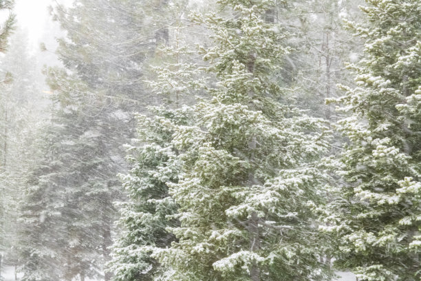 森林里有暴风雪图片下载