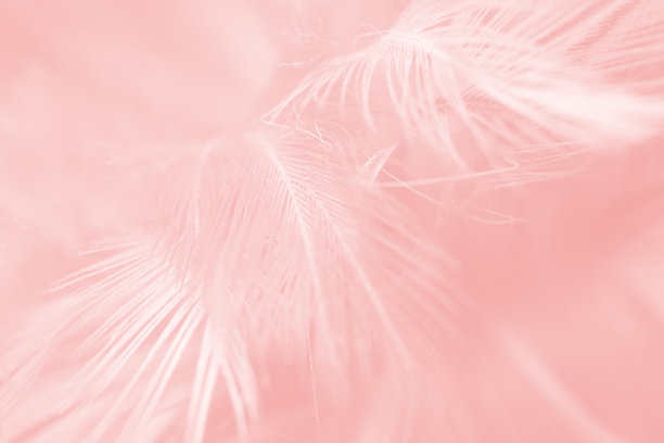 美丽柔软的粉红色羽毛翼纹纹理背景图片下载