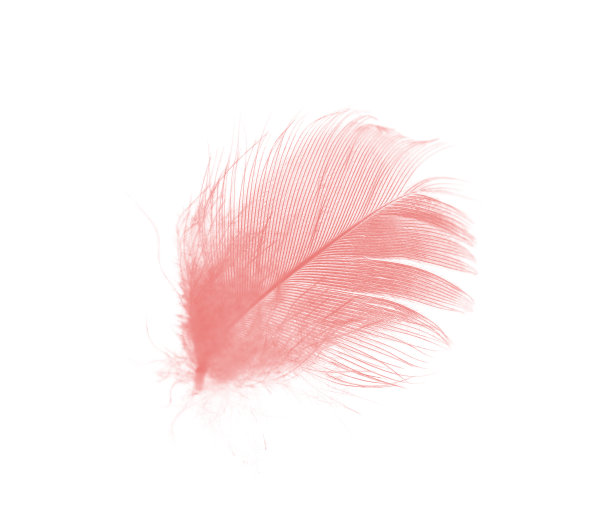美丽的淡粉色羽毛孤立在白色背景上图片下载