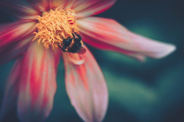 蜜蜂为粉红色的花授粉;复古风格图片下载