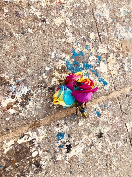 色彩鲜艳的玫瑰图片下载