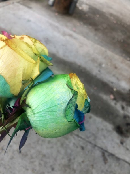 色彩鲜艳的玫瑰图片下载