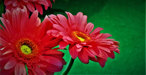 美丽的红色非洲菊花在绿色的背景。图片下载