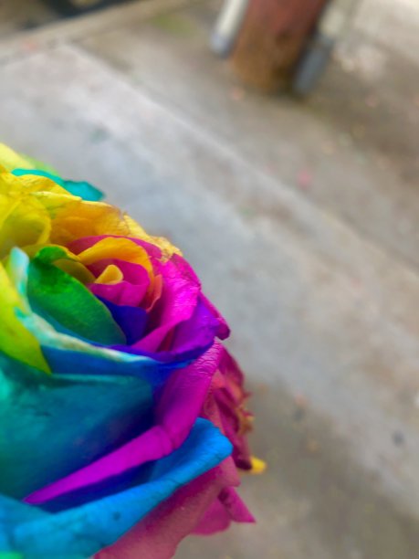 色彩鲜艳的玫瑰图片下载