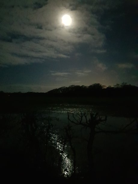 黎明前的狼月图片下载