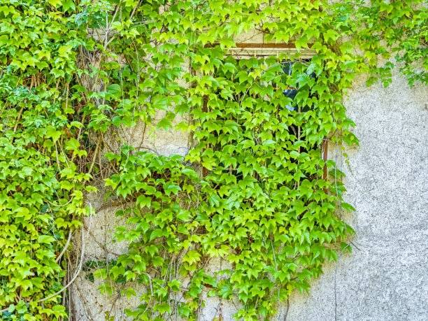 奥地利多瑙河流域地区图片下载