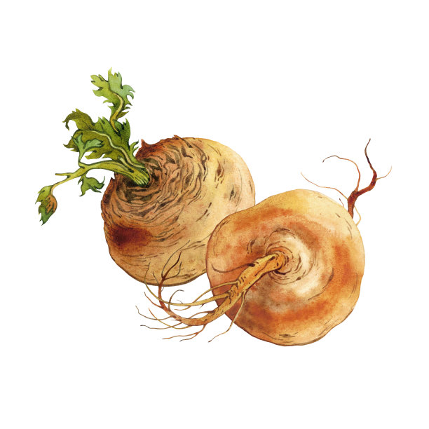 水彩黄色萝卜图片下载
