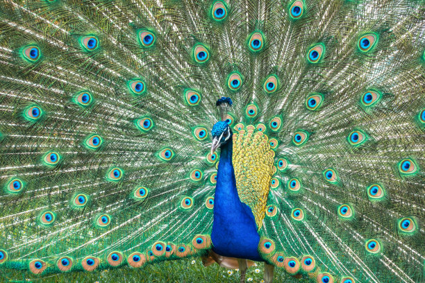 孔雀特写图片下载