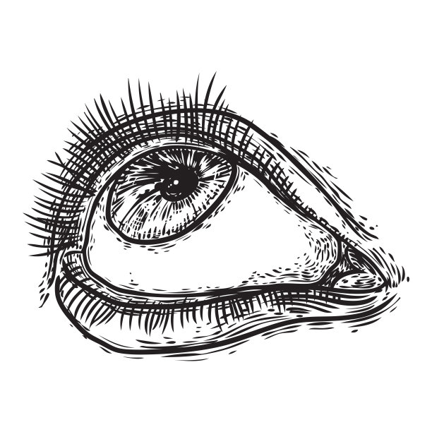 有睫毛的人眼。手绘光学视觉器。化妆、美容院或所有视觉符号设计元素。向量。图片下载