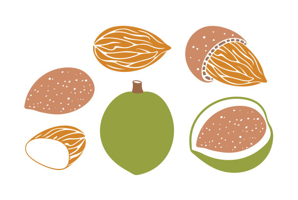 杏仁的标志。孤立的杏仁在白色的背景图片下载