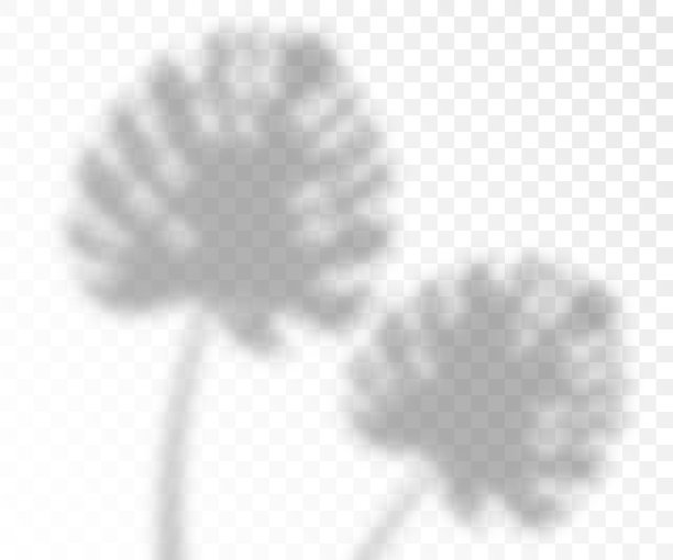 覆盖阴影效果的怪物叶现实矢量插图孤立。图片下载