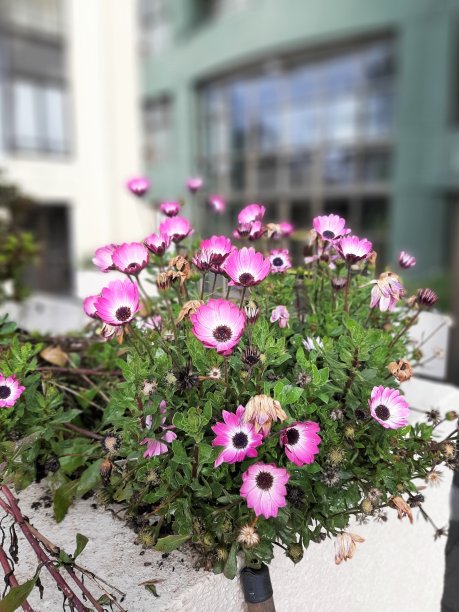 西内拉里亚·厄巴纳图片下载