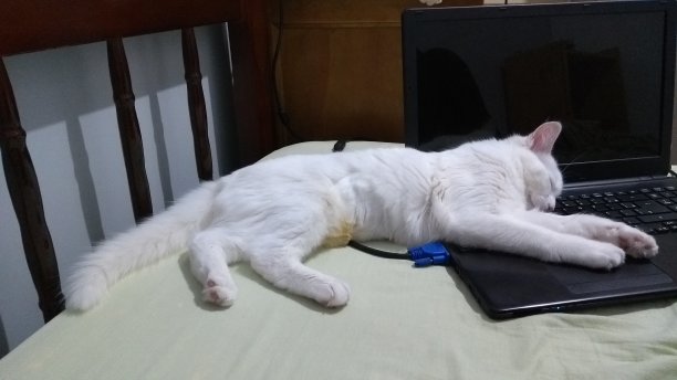 土耳其安哥拉猫-睡觉图片下载