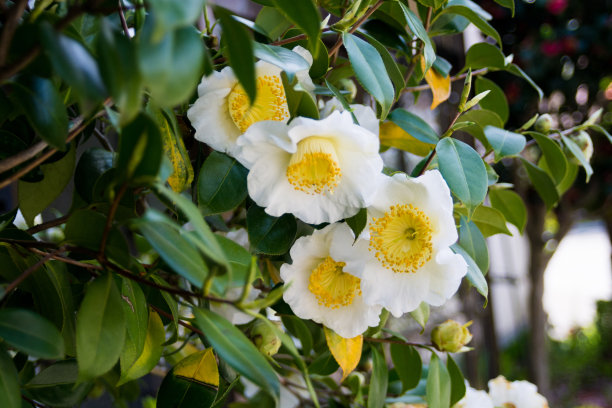 白色山茶花花图片下载