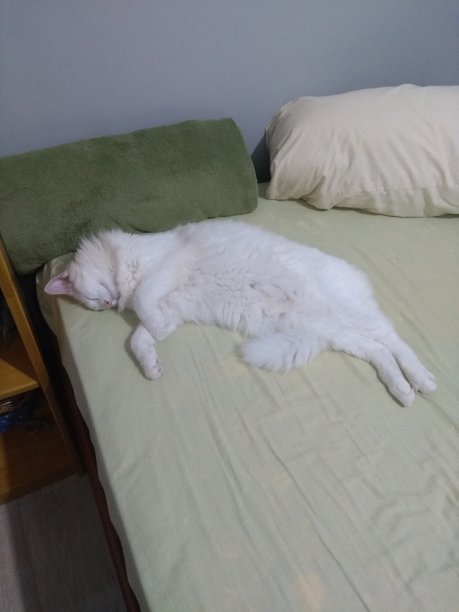 土耳其安哥拉猫-睡觉图片下载