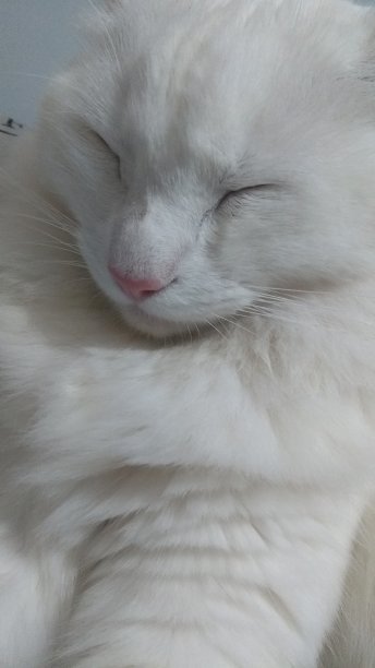 土耳其安哥拉猫-睡觉图片下载