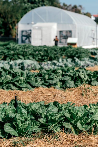 带来阳光。有机绿色大白菜种植。有机蔬菜苗圃，背景为温室。垂直拍摄。有选择性的重点图片下载