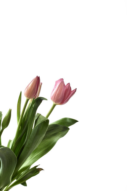 在明亮的背景上放一束粉红色的郁金香图片下载