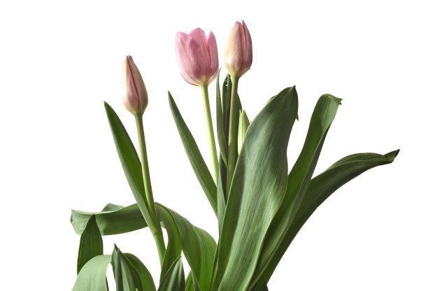 在明亮的背景上放一束粉红色的郁金香图片下载